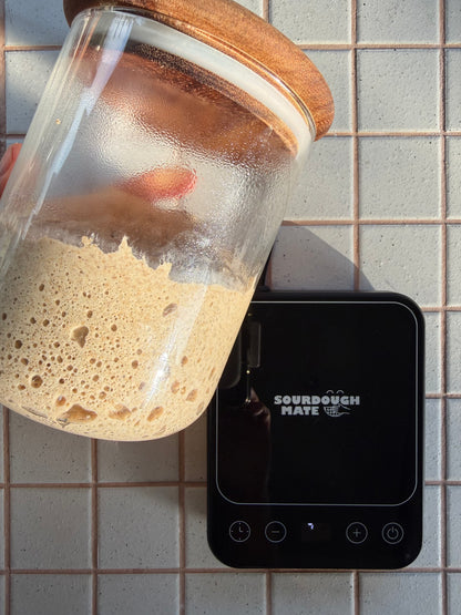 Sourdough Starter Warmer Pad – Precise 21–38°C Temperature Control (Australian Plug)