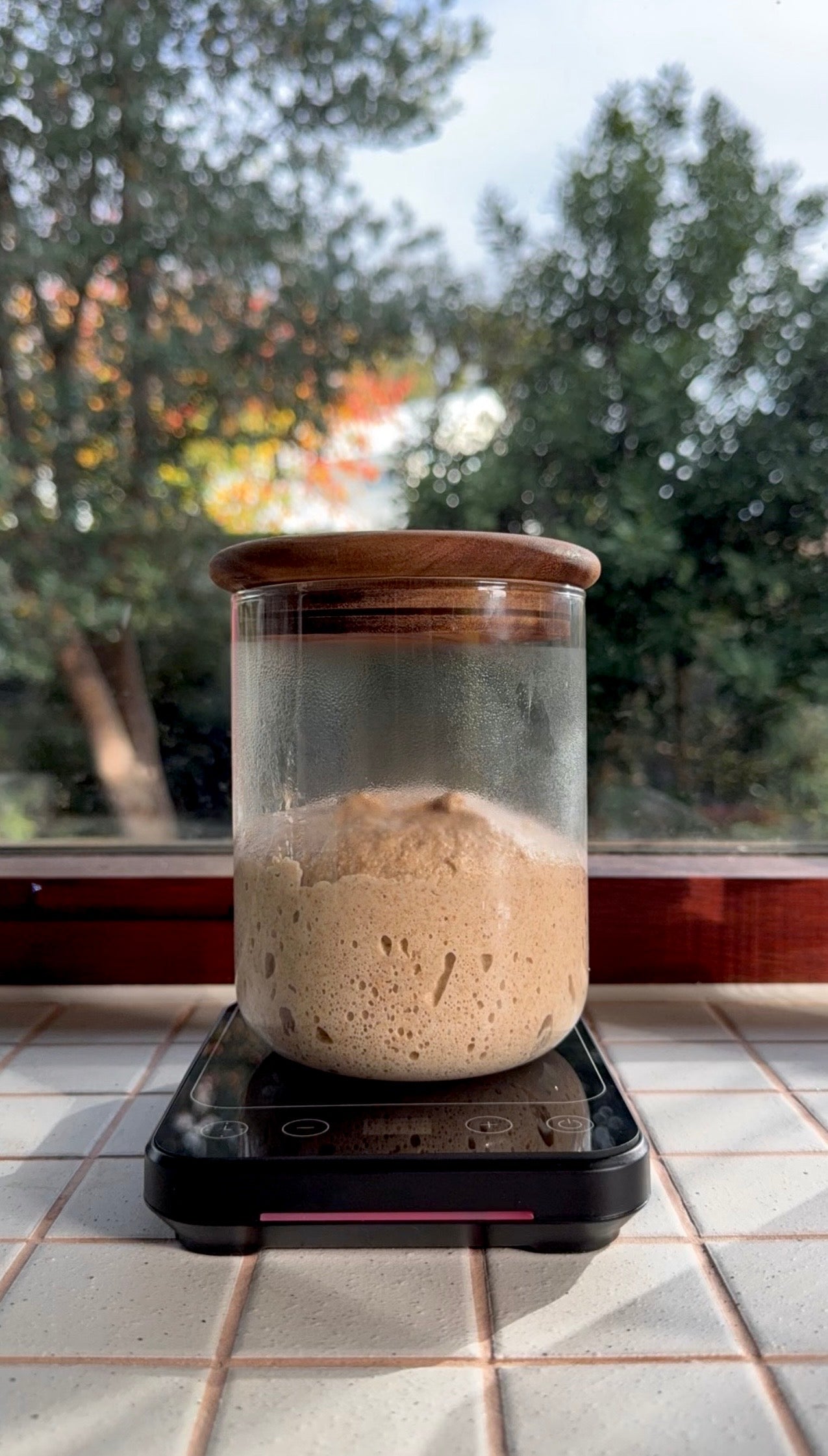 Sourdough Starter Warmer Pad – Precise 21–38°C Temperature Control (Australian Plug)
