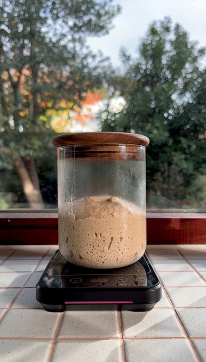Sourdough Starter Warmer Pad – Precise 21–38°C Temperature Control (Australian Plug)