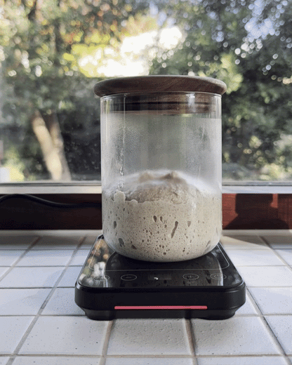 Complete Sourdough Fermentation Bundle: Save 20%